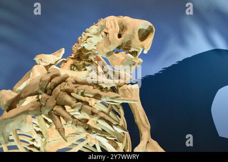 Prehistoric Bones in a museum, showcasing ancient prehistoric life and paleontological significance. Stock Photo