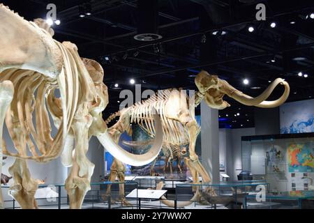 Mammoth bones in a museum, showcasing ancient prehistoric life and paleontological significance. Stock Photo