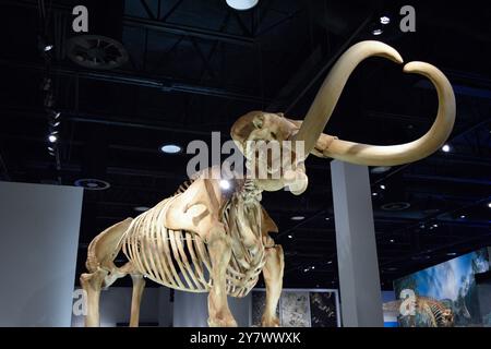 Mammoth bones in a museum, showcasing ancient prehistoric life and paleontological significance. Stock Photo