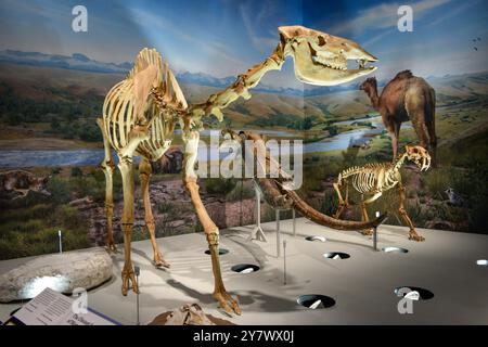 Prehistoric Bones in a museum, showcasing ancient prehistoric life and paleontological significance. Stock Photo