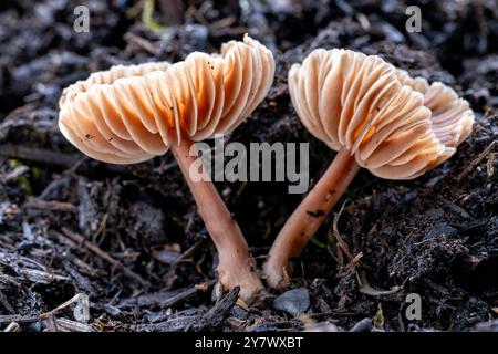 Likely (Tubaria furfuracea) or scurfy twiglet - Brevard, North Carolina, USA Stock Photo