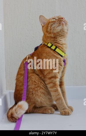 The orange cat, donned in a harness and leash, sits contentedly looking up at the sky in a serene outdoor garden. It appears curious and relaxed in it Stock Photo