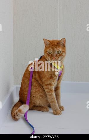 The orange cat, donned in a harness and leash, sits contentedly looking up at the sky in a serene outdoor garden. It appears curious and relaxed in it Stock Photo
