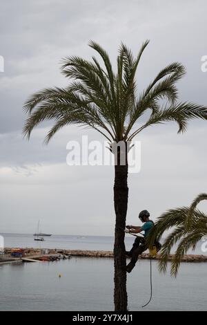 Seasonal maintenance work on trunk and leaves of palm trees on the Menton sea promenade, gardening works, landscape urban design, French Riviera, Fran Stock Photo