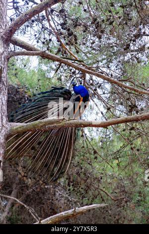 male peacock on a branch in the forest of the Plaka Forest near Antimachia on the island of Kos in Greece Stock Photo