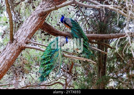 male peacocks on a tree in the Plaka Forest near Antimachia on the island of Kos in Greece Stock Photo