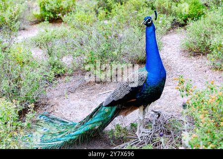 male peacock in the forest of Plaka Forest near Antimachia on the island of Kos in Greece Stock Photo