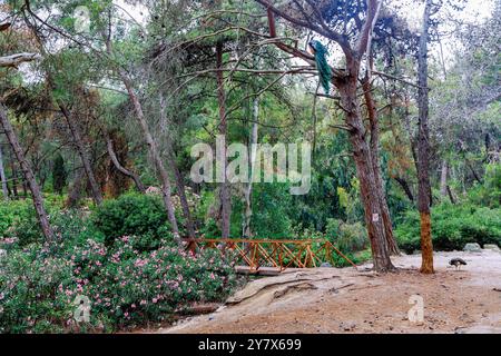 male and female peacock in the forest of Plaka Forest near Antimachia on the island of Kos in Greece Stock Photo