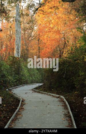 boardwalk with vibrant orange tree in fall at red swamp trail in Eastham, Ma Stock Photo