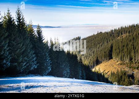 Winter landscape in the mountains with fir and pine trees Stock Photo