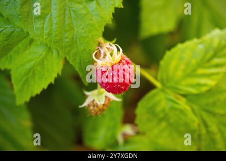 Raspberry fruit  ( Rubus idaeus) in the garden Stock Photo