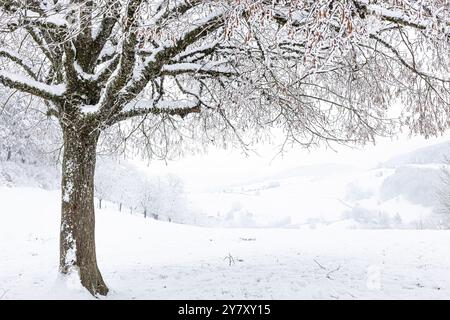 Winter landscape with large-leaved lime (Tilia platyphyllos) in the Jura /Canton Aargau/ Switzerland, Stock Photo