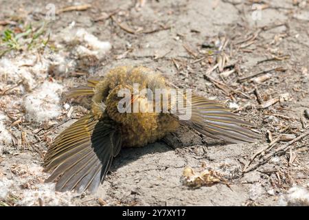 Juvenile European Robin (Erithacus rubecula) dust bathing at Stodmarsh National Nature Reserve, Kent, UK. Stock Photo