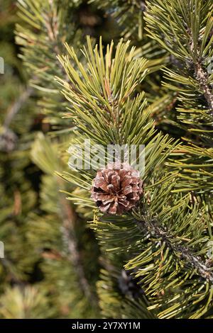 Branch of mountain pine with cones (Pinus mugo) Stock Photo