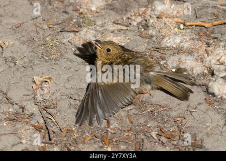 Juvenile European Robin (Erithacus rubecula) dust bathing at Stodmarsh National Nature Reserve, Kent, UK. Stock Photo