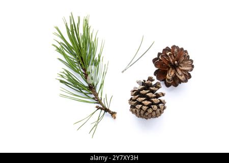 Needles and cones of the mountain pine (Pinus mugo) on a white background. Stock Photo
