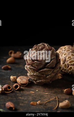 Cones of the Swiss stone pine (Pinus cembra) Stock Photo