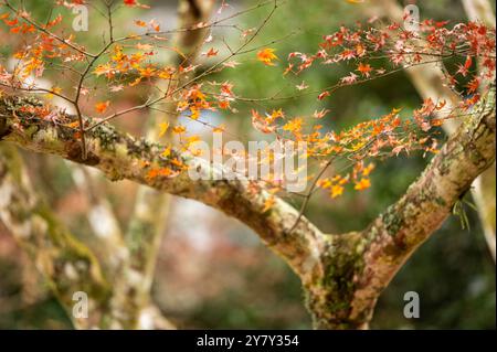 Close-up of orange and red autumn leaves on thin branches, set against a mossy tree trunk in a serene forest setting. Stock Photo