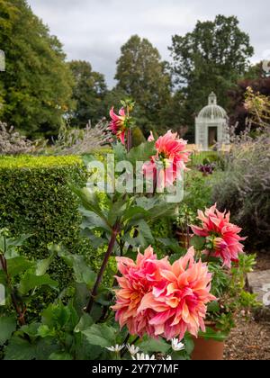 Chenies Manor Garden in September; white birdcage, ironwork pagoda in the parterre. Dahlia 'Labyrinth' , box tree and lavendar in the foreground. Stock Photo