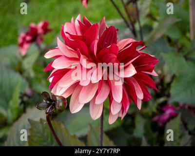 Chenies Manor Garden in September. Dahlia 'Night Silence' a two toned red and pink bloom. Stock Photo