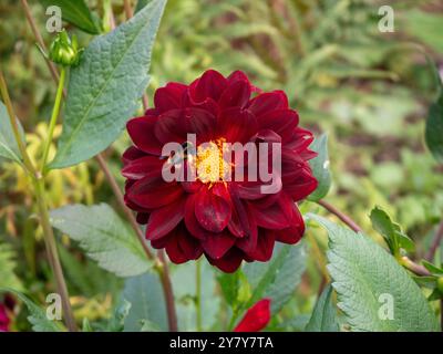 Chenies Manor Garden in September; Bumblebee nectaring on open deep red Dahlia 'Maroon Fox'. Stock Photo