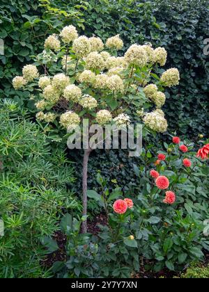 Chenies Manor Garden in September. Standard lime green hydrangea tree with orange pompon dahlias and ivy trellis. Stock Photo