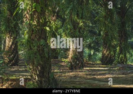 A vibrant and lush palm oil plantation bathed in warm sunlight. The towering palm trees, adorned with vibrant green fronds, create a dense canopy that Stock Photo