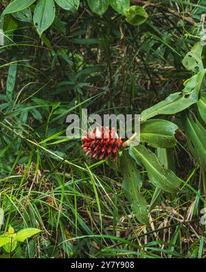 A close-up photo of a Torch Ginger (Etlingera elatior) flower, showcasing its vibrant red bracts and unique cone-like shape. Stock Photo