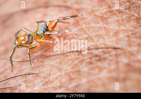 Colorful jumping spider gracefully walks on human skin, showcasing its intricate details and mesmerizing eyes in a vibrant close-up view. Perfect for Stock Photo
