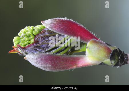 Sycamore (Acer pseudoplatanus) bud breaking. This deciduous tree is native to central Europe and western Asia. It can grow to 35 metres and live for 400 years. The leaf buds are fat and green and the flower buds are pink, opening to tassels of hanging flowers in May. Photographed in Dorset, UK, in April 2023. Stock Photo