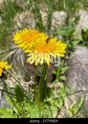 Wasp collecting pollen in a Dandelion. Quebec,Canada Stock Photo