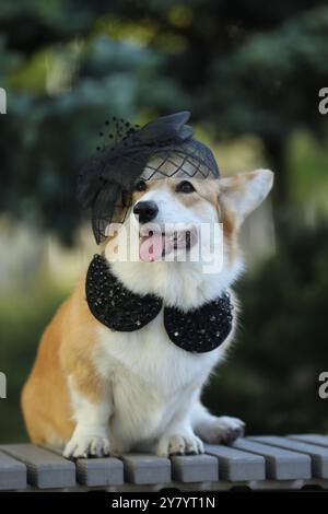 Cute fashionable welsh corgi pembroke in hat walking in the summer park Stock Photo