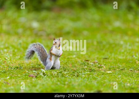 Eastern grey squirrel Sciurus carolinensis, introduced species, adult standing on grass with acorn in mouth, Suffolk, England, September Stock Photo