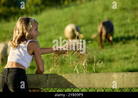 A young girl wearing shorts and a white crop top feeds hay to cows on a farm Stock Photo