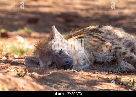 Close up of a spotted hyena (Crocuta crocuta), also known as the laughing hyena, relaxing in Kgalagadi Transfrontier Park, South Africa Stock Photo