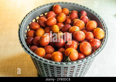 Heap of red tkemali fruits in plastic basket on light table. Prunus cerasifera, cherry plum, myrobalan plum Stock Photo