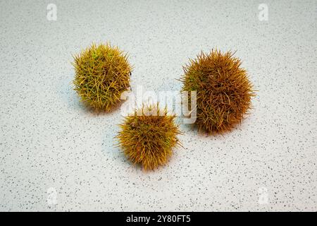 Number of edible sweet chestnuts (Castanea sativa) in a shell Stock Photo