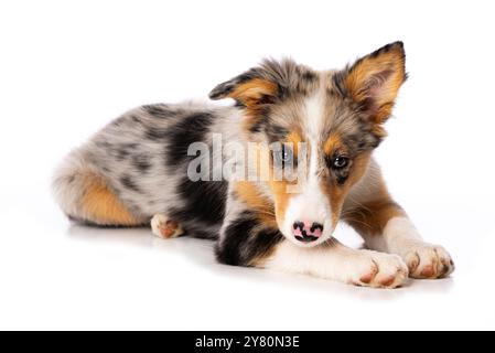 Cute Border collie puppy lying isolated on white background and looks to the camera Stock Photo