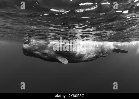 Sperm Whale - Physeter macrocephalus, iconic huge sea mammal and the largest toothed predator from worldwide seas and oceans, Indian ocean, Mauritius. Stock Photo