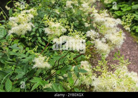 The white flowers of Meadowsweet (Filipendula ulmaria) or mead wort, a perennial herb in the family Rosaceae that grows in damp meadows, England, UK Stock Photo