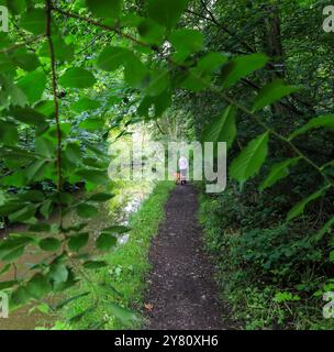 A middle aged woman walking her dog by the side of the Caldon Canal, Froghall, Staffordshire, England, UK Stock Photo