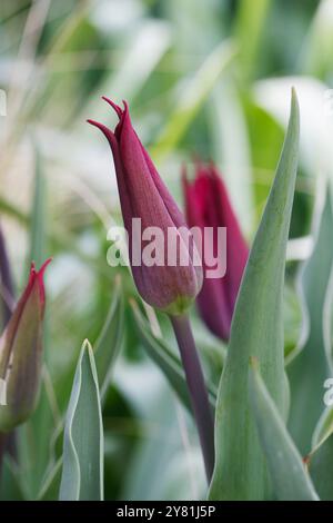 Tulipa 'Purple Dream' flower. Stock Photo