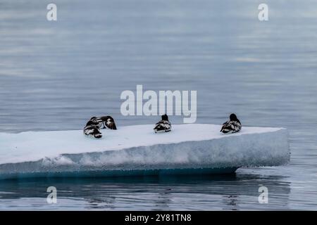 Close-up of four Cape Petrels - Daption capense- resting on an iceberg near Danco Island, on the Antarctic Peninsula Stock Photo