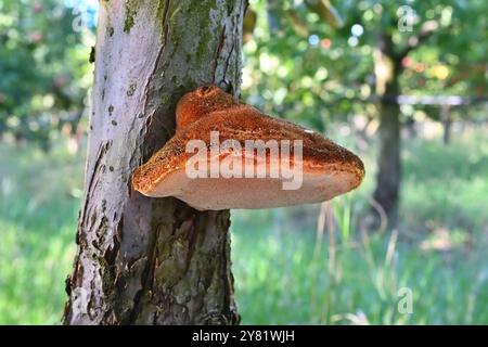 Inonotus hispidus Shaggy Bracket mushroom growing on an apple tree. Stock Photo