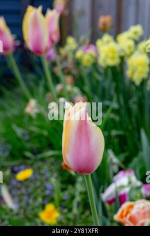 Spring blurred background and tulips. Pink tulip flowers on green
