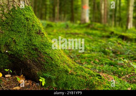 Mossy tree stump roots in a forest. Close up shot, low angle shot, shallow depth of field, no people. Stock Photo