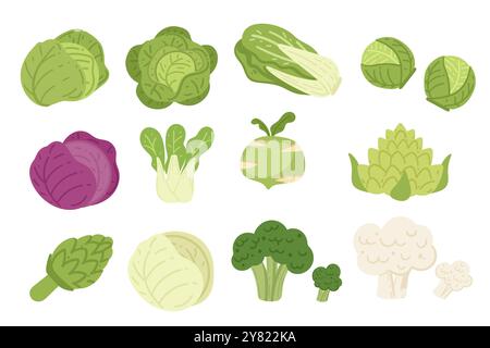 Set of assorted leafy vegetables including cabbage and lettuce. Different types of cabbages. Vector illustration isolated on white background. Stock Vector