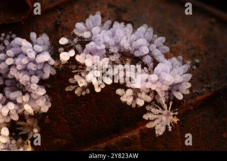 Close up Mushrooms or Fungus in Tropical Rainforest for Nature Background. Stock Photo