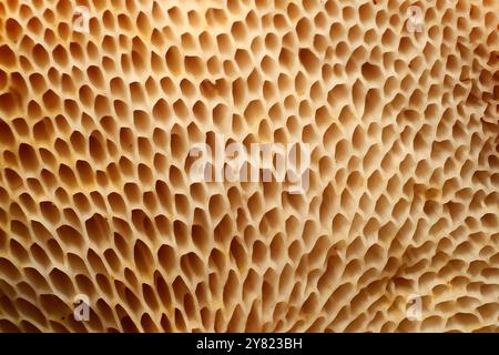 Close up Mushrooms or Fungus in Tropical Rainforest for Nature Background. Stock Photo