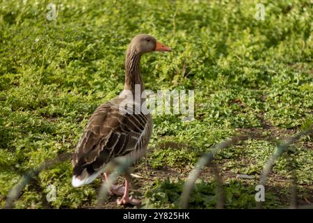 Adult greyleg geese walking in the park walking away from the photo Stock Photo